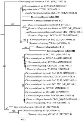 First characterization of cultivable extremophile Chroococcidiopsis isolates from a solar panel